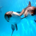 К чему снятся дельфины. Сонник дельфины