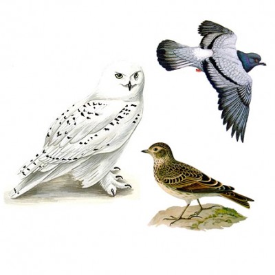 Жаворонок, голубь и сова: общее о хронотипах