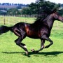 К чему снится конь? Сонник конь