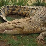 К чему снится крокодил? Сонник крокодил