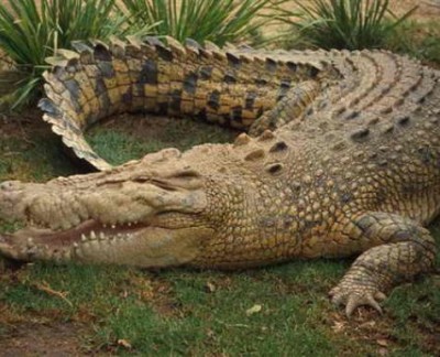 К чему снится крокодил? Сонник крокодил
