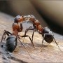 К чему снятся муравьи? Сонник Муравьи