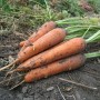 К чему снится морковь? Сонник Морковь