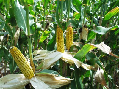 К чему снится кукуруза? Сонник Кукуруза