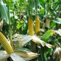 К чему снится кукуруза? Сонник Кукуруза