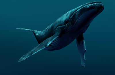 К чему снится кит? Сонник Кит