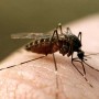 К чему снятся комары? Сонник Комары