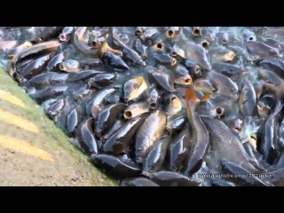 Солить живую рыбу в водоеме. Солить живую рыбу в водоеме.