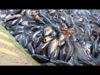 Солить живую рыбу в водоеме.