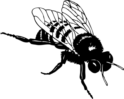черно-белая муха в полосочку