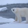 К чему снится белый медведь? Сонник Белый Медведь