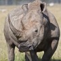 К чему снится носорог? Сонник Носорог