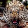 К чему снится леопард? Сонник Леопард