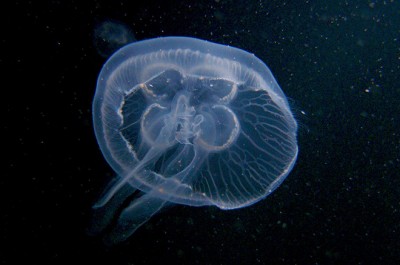 К чему снится медуза? Сонник Медуза