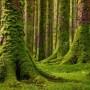 К чему снится мох? Сонник Мох