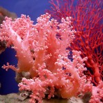 К чему снится коралл? Сонник Коралл