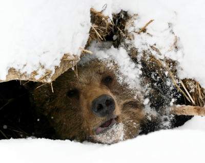 Зимний сон медведей: мифы и факты