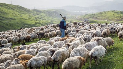 К чему снится пастух? Сонник Пастух