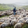 К чему снится пастух? Сонник Пастух