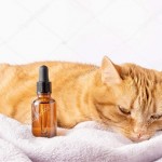 Боб и злая бойцовская собака