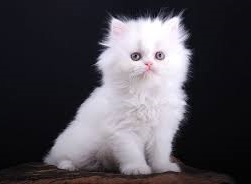 Белого котенка кормлю салом