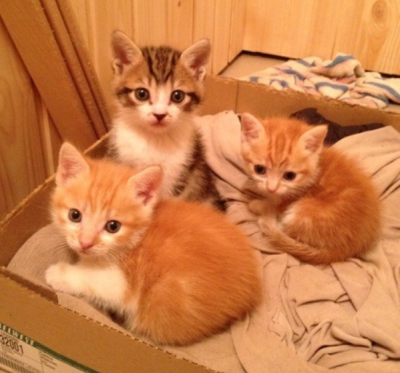 Рыжие котята с мамой Рыжие котята с мамой