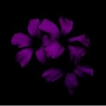 Сирень во тьме