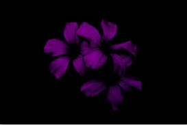 Сирень во тьме