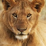 Лев в квартире у кровати