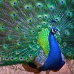 Брат и птица на пяльцах