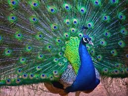 Брат и птица на пяльцах